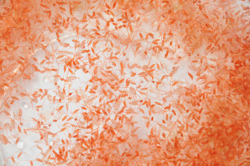 A sample of copepods taken during a June 2011 cruise aboard the R/V Ka'imikai-O-Kanaloa off the northeast coast of Japan. Later analysis found radiation in biological samples to be below what is generally considered harmful to marine animals and human consumers, and even below levels from naturally occurring sources of marine radiation.