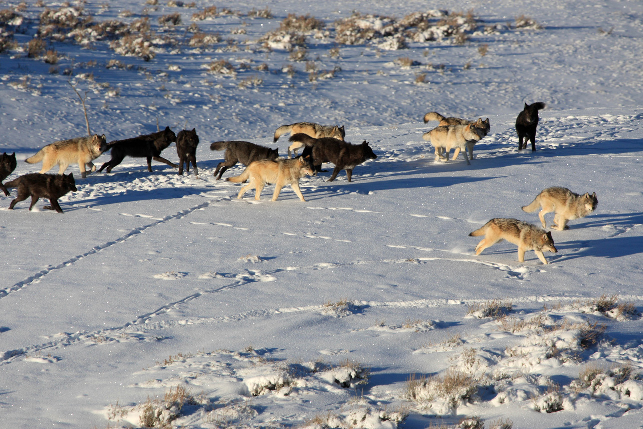 Yellowstone Wolf Study Reveals How to Raise Successful Offspring