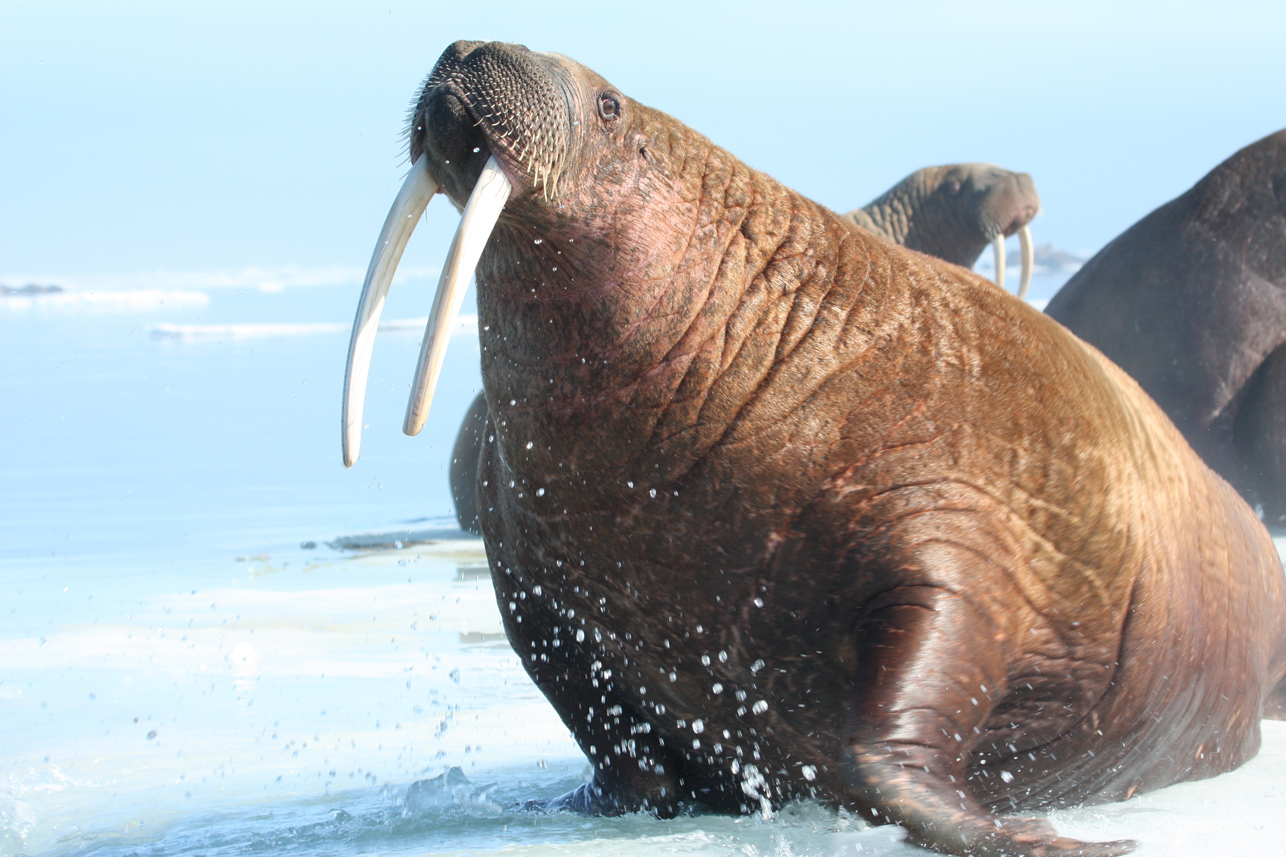 USGS Study Tracks Pacific Walrus, Observes Effects of Arctic Sea Ice